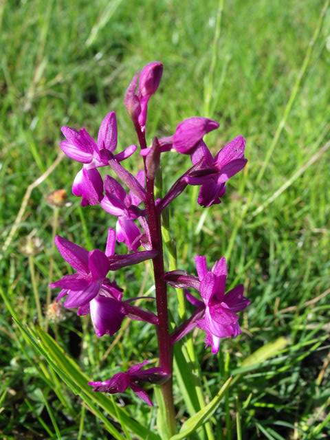 Orchis quale specie?